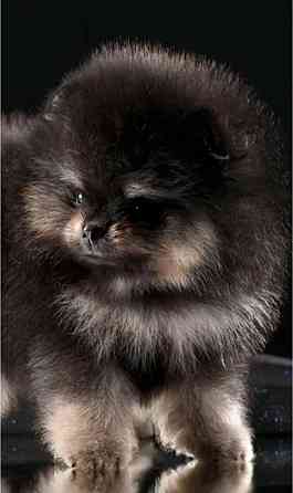 Померанский шпиц Донецк