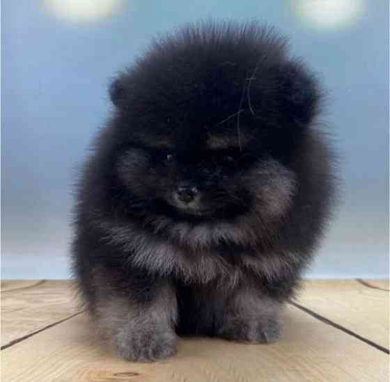 Померанский шпиц Донецк