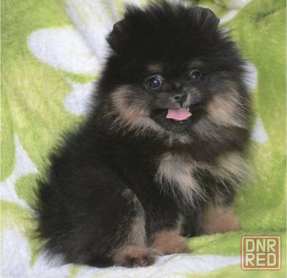 Померанский шпиц Донецк - изображение 2