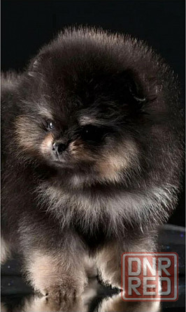 Померанский шпиц Донецк - изображение 1