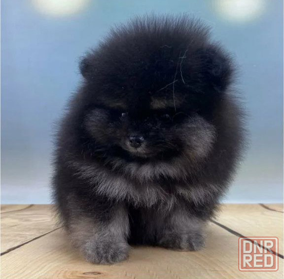 Померанский шпиц Донецк - изображение 4