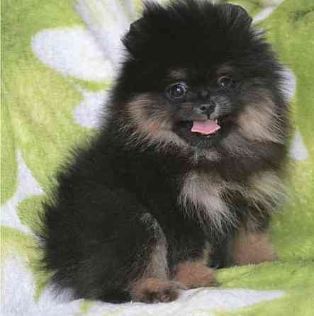 Померанский шпиц мини мишка Донецк