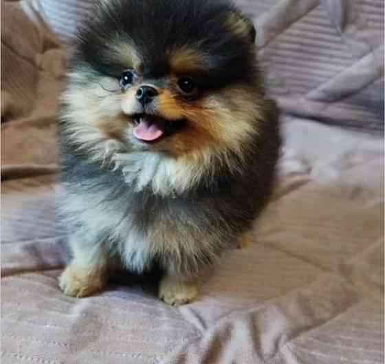 Померанский шпиц мини мишка Донецк