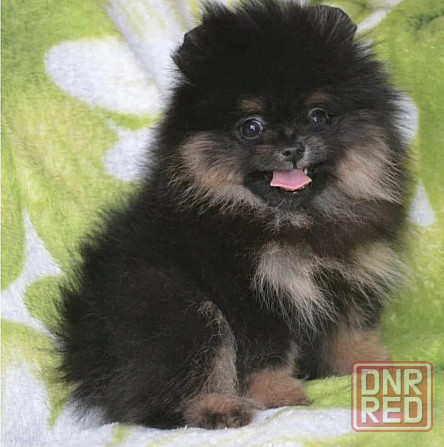 Померанский шпиц мини мишка Донецк - изображение 2