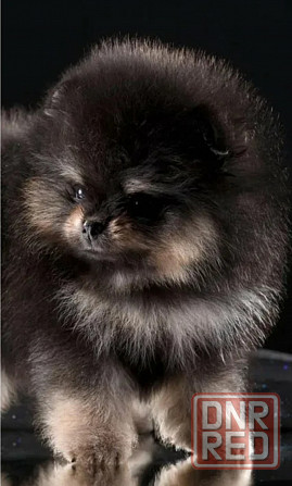 Померанский шпиц мини мишка Донецк - изображение 3
