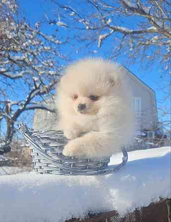 Померанский шпиц Донецк