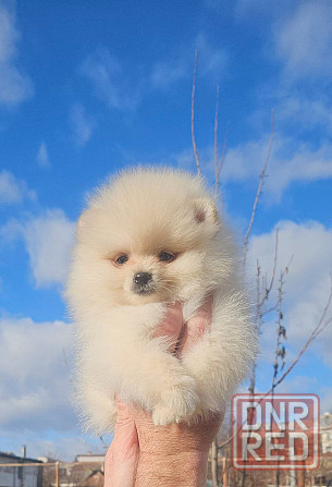 Померанский шпиц Донецк - изображение 1