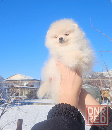 Померанский шпиц Донецк - изображение 2