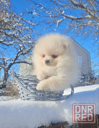 Померанский шпиц Донецк - изображение 3