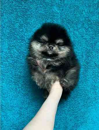 Померанский шпиц мини Донецк