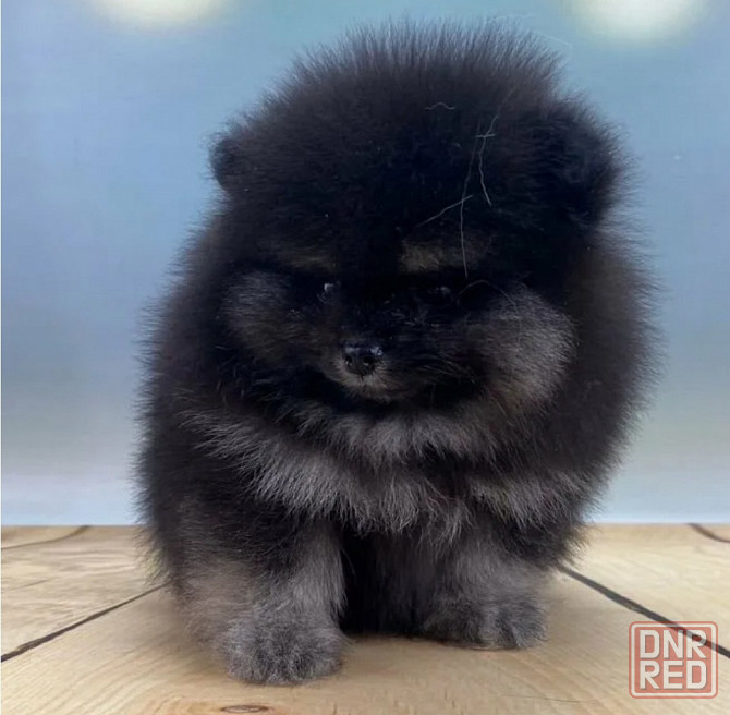 Померанский шпиц мини Донецк - изображение 2
