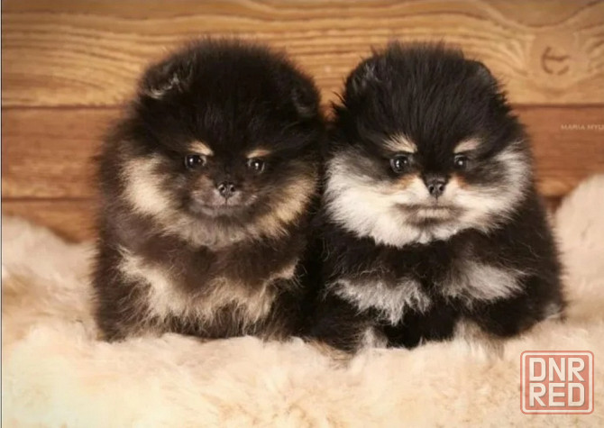 Померанский шпиц мини Донецк - изображение 1