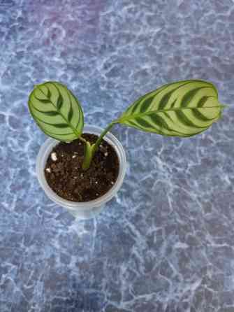 Ктенанта Бурле Макси Донецк