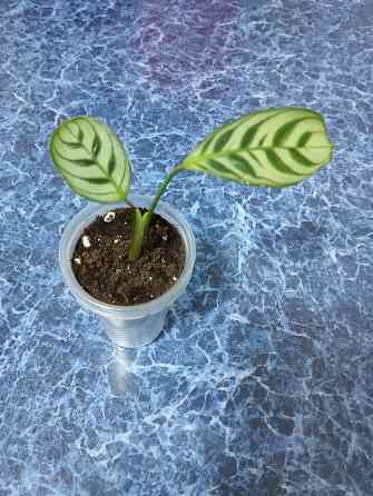 Ктенанта Бурле Макси Донецк