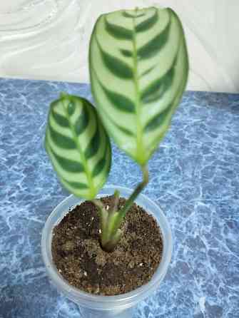 Ктенанта Бурле Макси Донецк