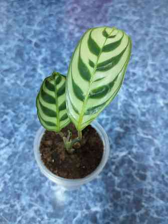 Ктенанта Бурле Макси Донецк