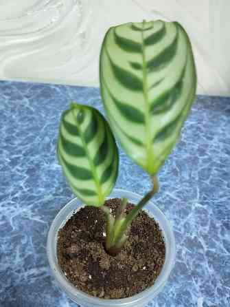 Ктенанта Бурле Макси Донецк