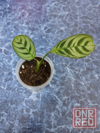 Ктенанта Бурле Макси Донецк - изображение 5