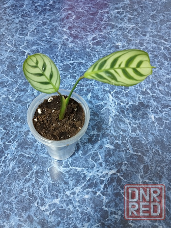 Ктенанта Бурле Макси Донецк - изображение 4