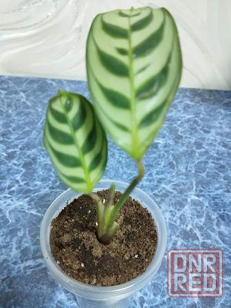 Ктенанта Бурле Макси Донецк - изображение 3