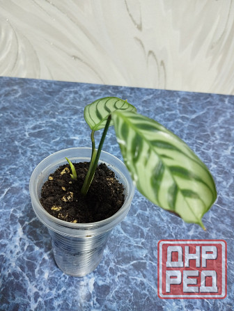 Ктенанта Бурле Макси Донецк - изображение 4