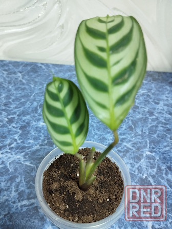 Ктенанта Бурле Макси Донецк - изображение 2