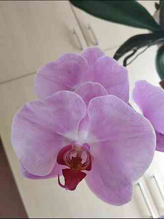 Фаленопсис Донецк