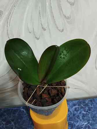 Фаленопсис Донецк