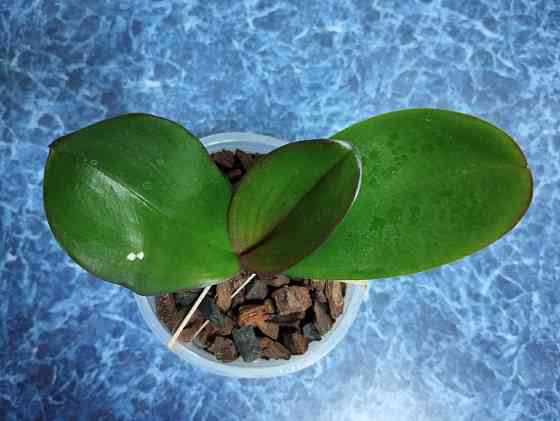 Фаленопсис Донецк