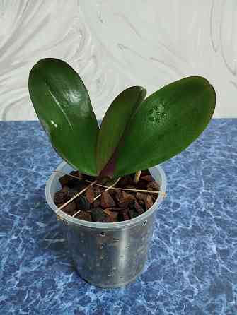 Фаленопсис Донецк