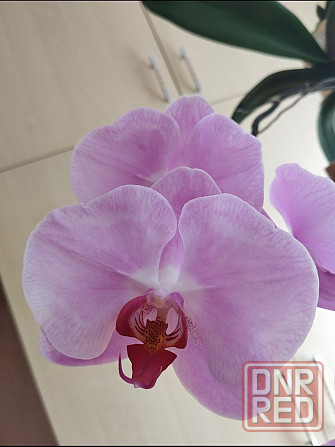 Фаленопсис Донецк - изображение 5