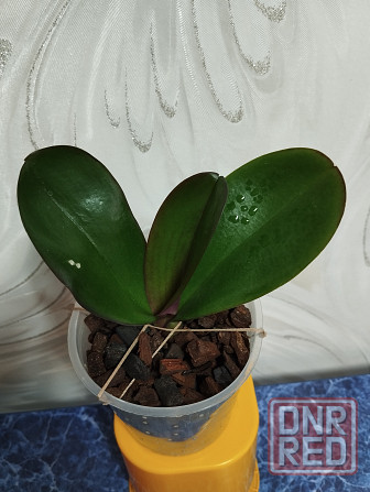 Фаленопсис Донецк - изображение 3