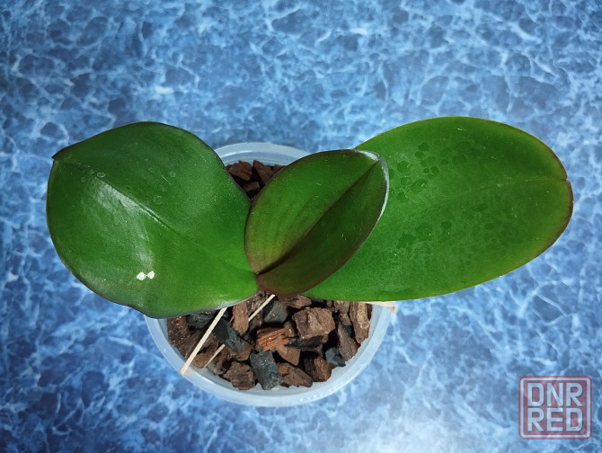 Фаленопсис Донецк - изображение 2