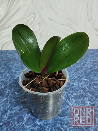 Фаленопсис Донецк - изображение 4