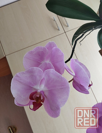 Фаленопсис Донецк - изображение 1