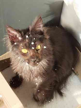 Отдам кошечку Мейн-кун Донецк