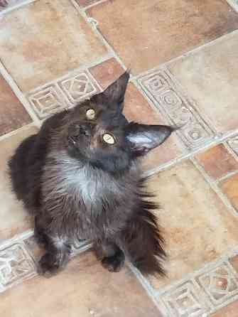 Отдам кошечку Мейн-кун Донецк