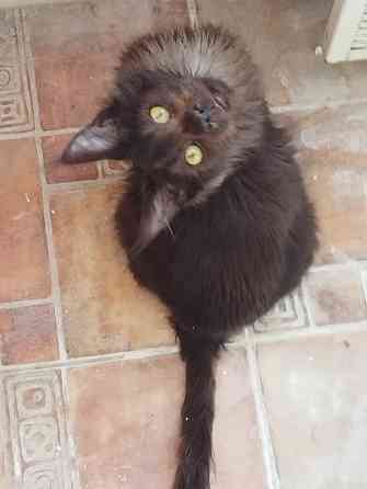 Отдам кошечку Мейн-кун Донецк