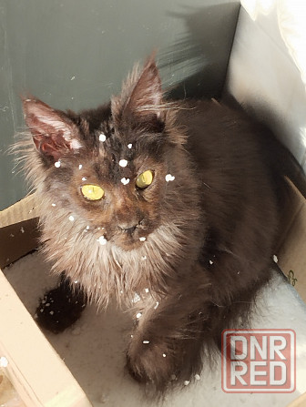 Отдам кошечку Мейн-кун Донецк - изображение 4