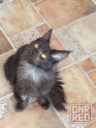 Отдам кошечку Мейн-кун Донецк - изображение 3