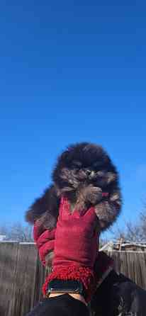 Шпиц померанский мини Донецк