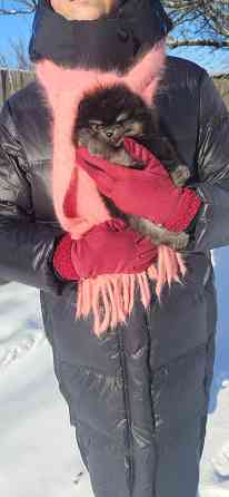 Шпиц померанский мини Донецк