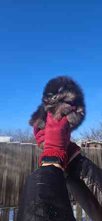 Шпиц померанский мини Донецк