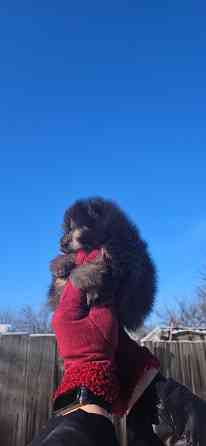 Шпиц померанский мини Донецк