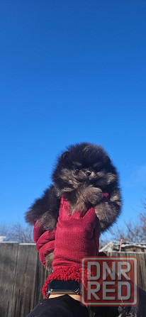Шпиц померанский мини Донецк - изображение 1