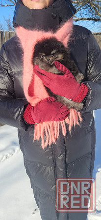 Шпиц померанский мини Донецк - изображение 4