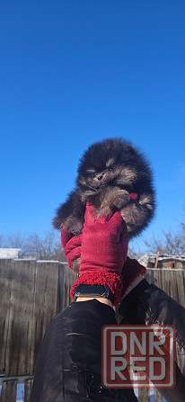 Шпиц померанский мини Донецк - изображение 3