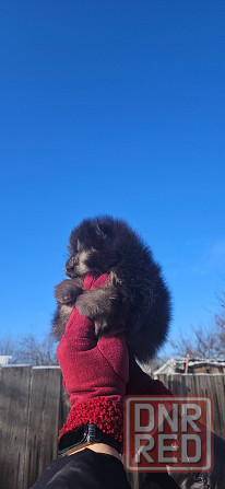 Шпиц померанский мини Донецк - изображение 2
