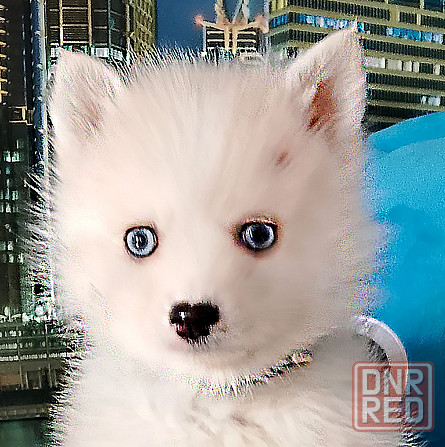 Айк (помски той до 5 кг взрослым) с доставкой. Донецк - изображение 1