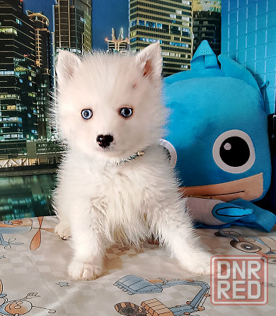 Айк (помски той до 5 кг взрослым) с доставкой. Донецк - изображение 2